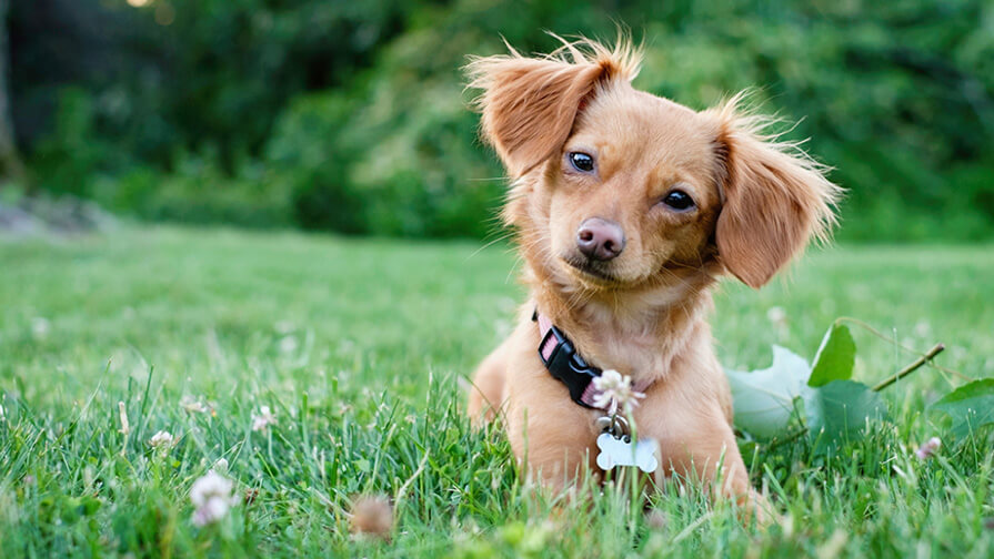 Chiweenie Dog Breed Information Purina